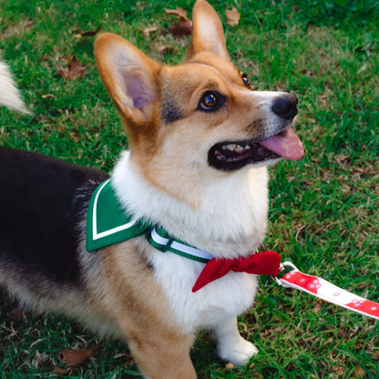 Kagome-Inspired Collar