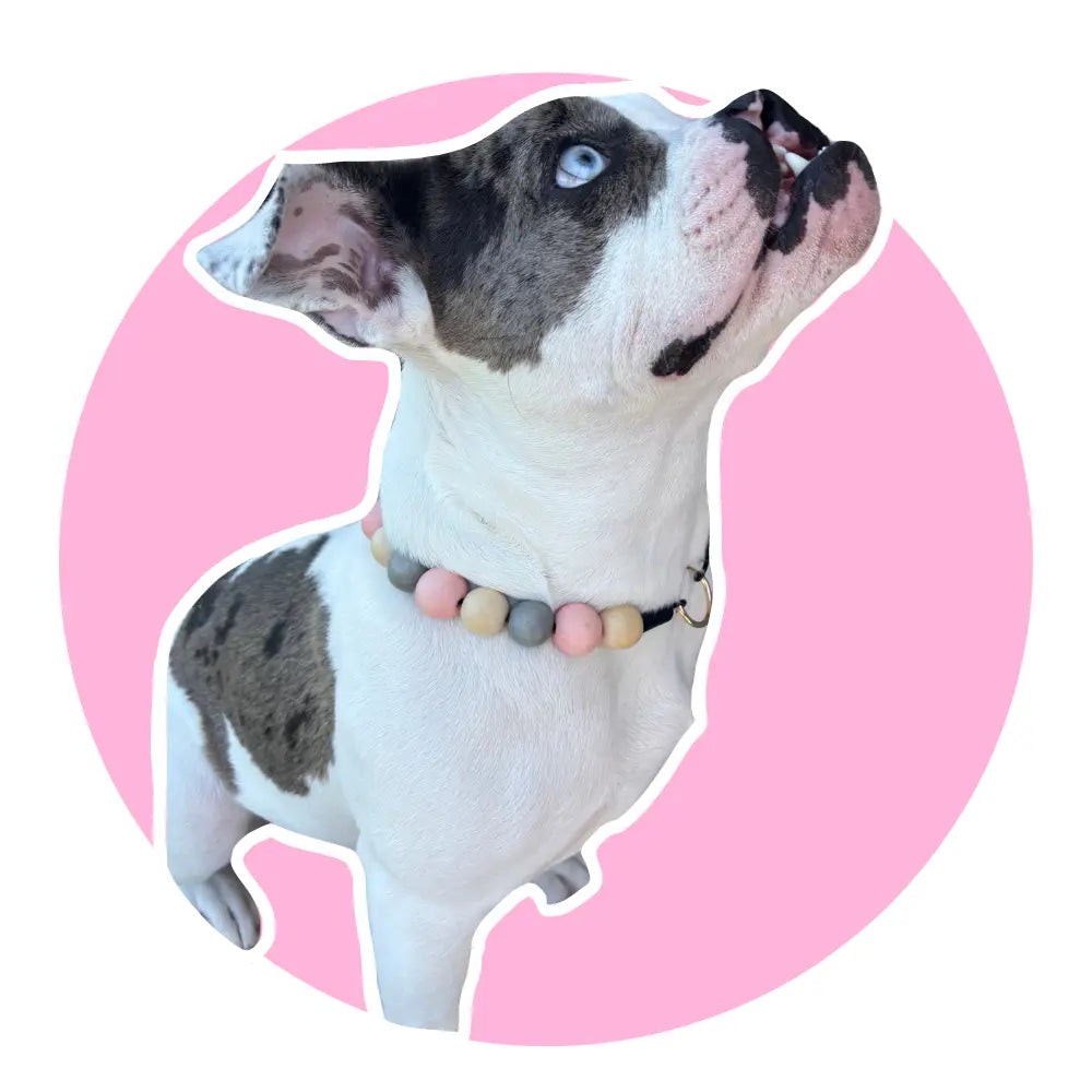 Pillow Pibble Beaded Dog Collar, Trendy Dog Collar, Slip on Dog Collar, Hand Made Dog Collar, Cute Dog Collar, Dog Necklace,